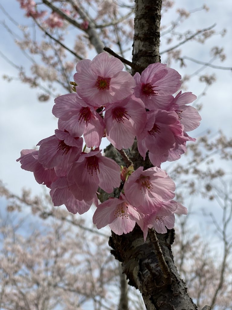 🌸桜が満開🌸春の香りに包まれて🌸