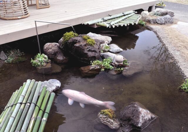 池の鯉さん